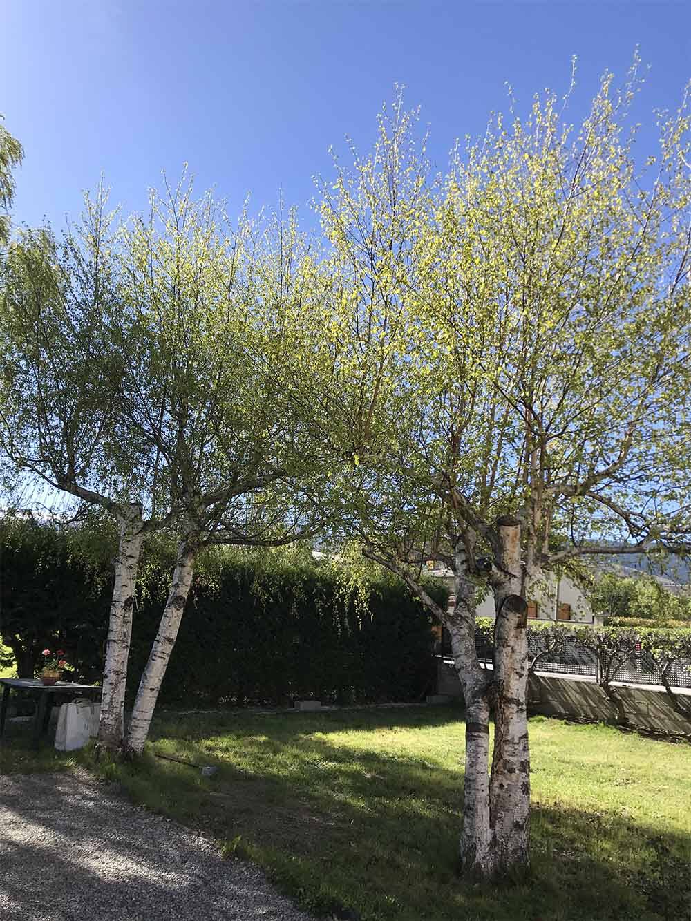 entretien-arbres-evd-cerdagne