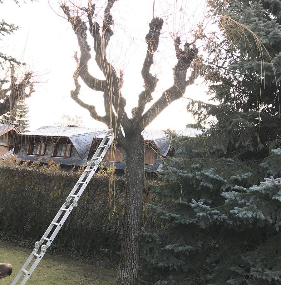 travaux-elagages-evd-cerdagne