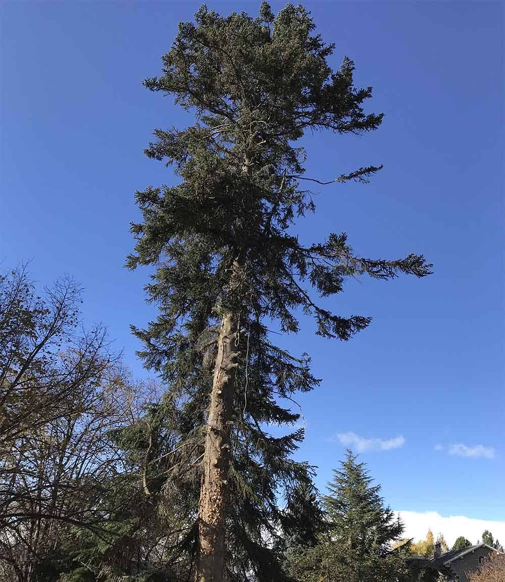 arbre-paysagiste-evd-cerdagne