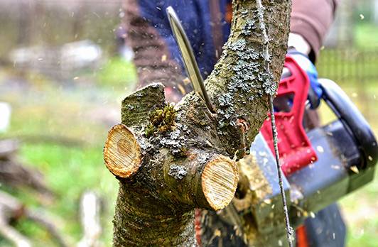 abattage d'arbre Saillagouse